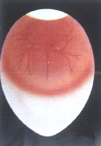 福輝孵化機禽胚發育參考圖
