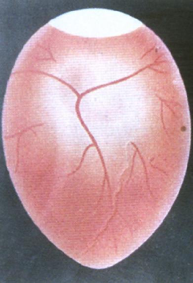 福輝孵化機禽胚發育參考圖